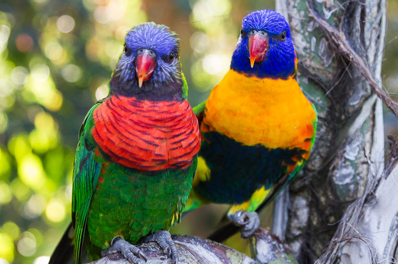 Лоро-парк (Loro Parque)