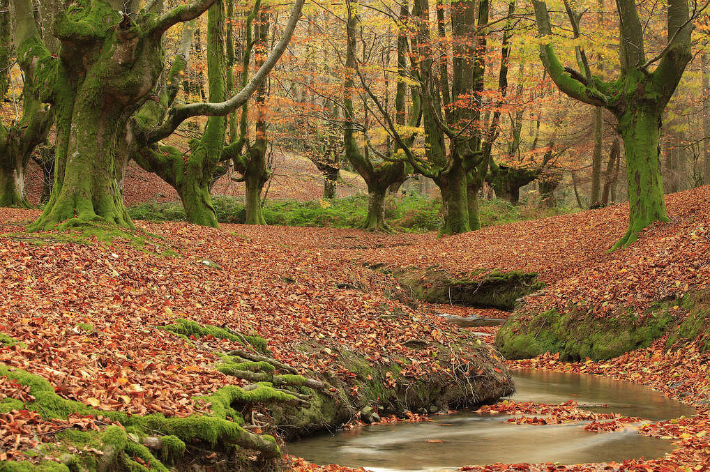 аршруты по природному парку Горбеа  (Parque Natural del Gorbea) в Стране Басков - 10 лучших пешеходных маршрутов по Испании