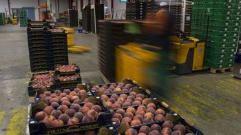Из-за российских санцкий в Испании 20.000 тонн персиков пустят на переработку