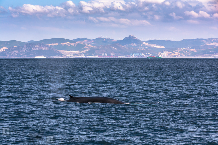 "Китовое сафари" в Гибралтарском проливе
